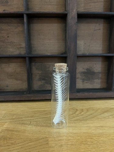 Articulated fish spine - fish, curio