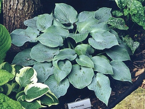 Hosta pewterware small growing - pewterware,