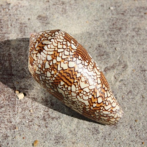 Textile cone seashell - seashell, conus