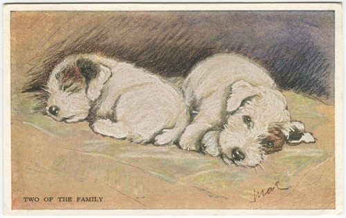 Terrier two the family - terrier,,