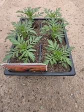 African Marigold Orange -