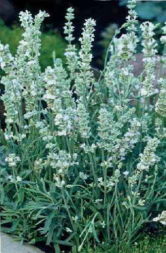 Flower lavender ellagance - -,