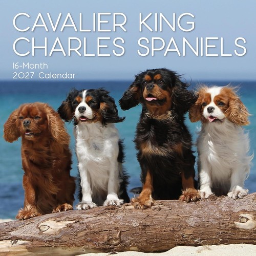 Cavalier king charles spaniel - cavalier,