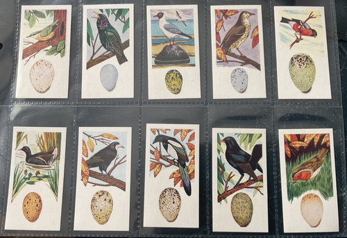 Lyons maid birds their - -, &