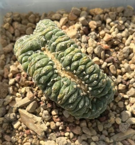 8cm caci wysiwyg cristata - 8cm,