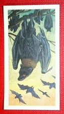 LARGE FLYING FOX    Vintage 1962 Illustrated Wildlife Card  HE20M