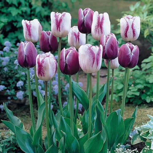 10x elegant shirley tulip - 10x,