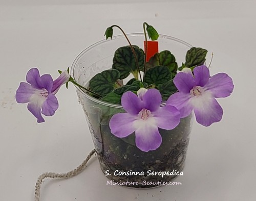 Micro mini sinningia - micro, consinna