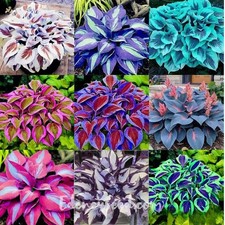 100 Mixed Hosta Plant Seeds
