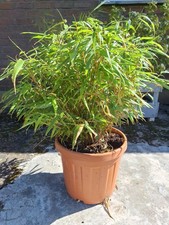 Bamboo plant - bamboo,