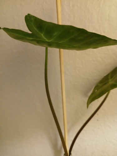 Ebony elephant ear - ebony,