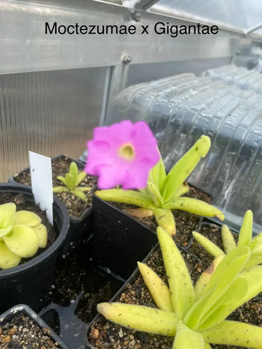 Pinguicula gigantae - gigantae, x