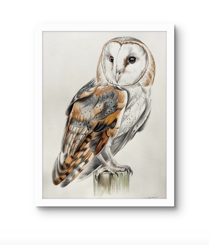 Original barn owl colour - original,