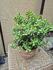 Money Tree House Plant Jade