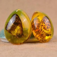Animals Amber Butterfly