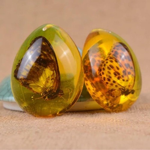 Animals amber butterfly - animals,