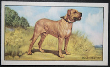 BULLMASTIFF   Vintage 1936 Illustrated Dog Card  JE23MS