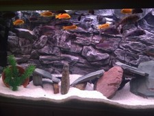 Aquarium backgorund juwel rio - backgorund,