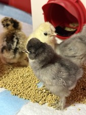10+2 SILKIE chicken eggs for