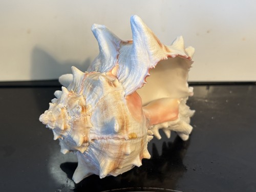 Murex brassica hermit - murex,