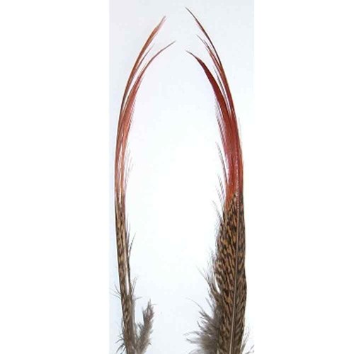Golden pheasant red spears - red,