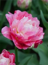 New plant double - double, sugar