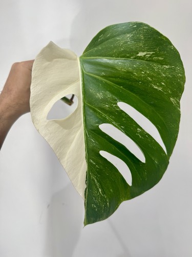 Variegated monstera albo - variegated,