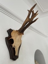 Antlers of a  Roe Deer 520