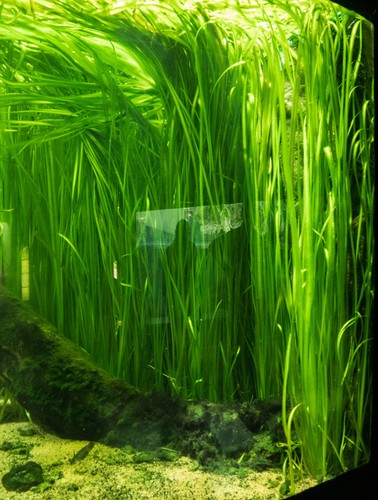 Vallisneria gigantea rubra - vallisneria,