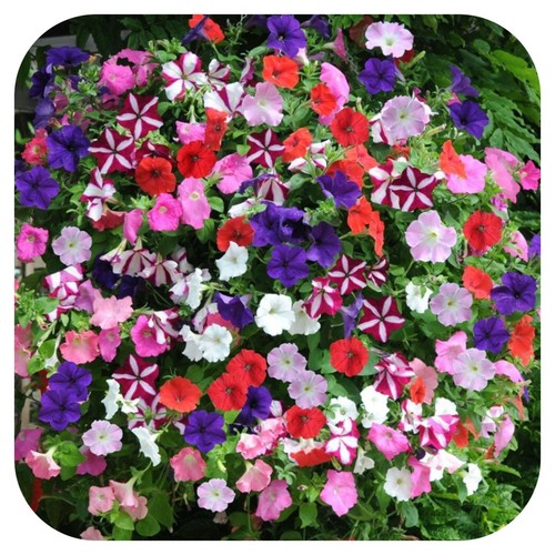 Petunia frenzy mixed mini - mini, plug