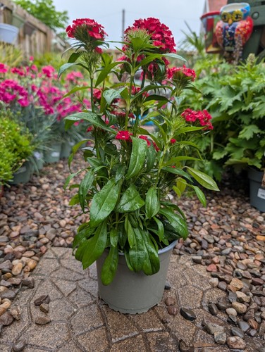 Red dianthus sweet william - sweet,