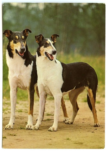 German dog postcard - german,