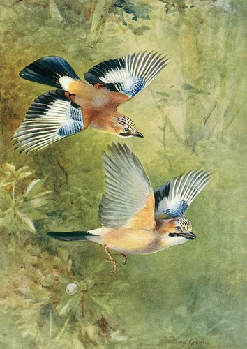 Jay beautiful bird greeting - jay,