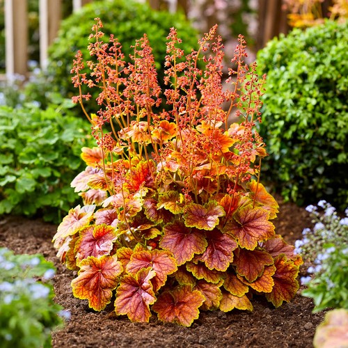 Heuchera eternal flame - eternal, 3