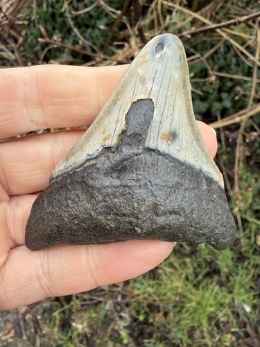 Fossil megalodon shark - fossil,