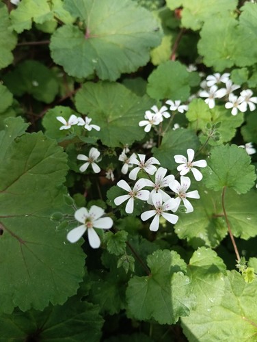 Pelargonium australe - pelargonium, 'australe'