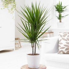 Dragon tree large indoor house - tree,