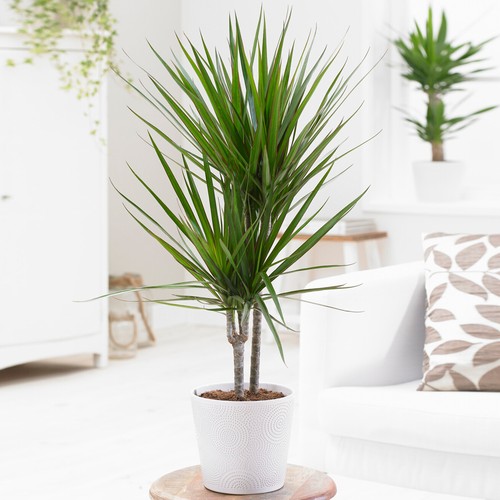 Dragon tree large indoor house - large,