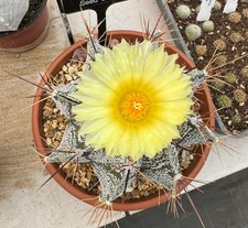 Astrophytum ornatum - Star Shaped Cactus - Bishop's Mitre