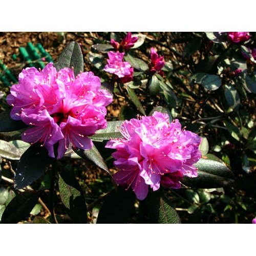 Pjm elite rhododendron plant - pjm,
