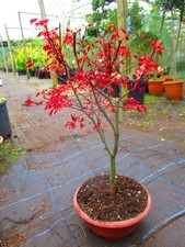 27inch-30inch inc. pot OUTDOOR