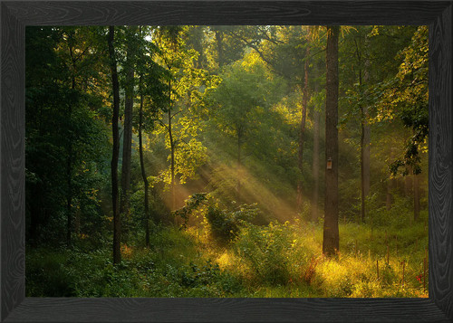 Forest framed wall art - framed,