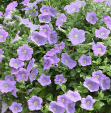 6 Trailing Petunia Surfinia