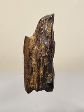 Rex tooth 88 superb - ~0.88",