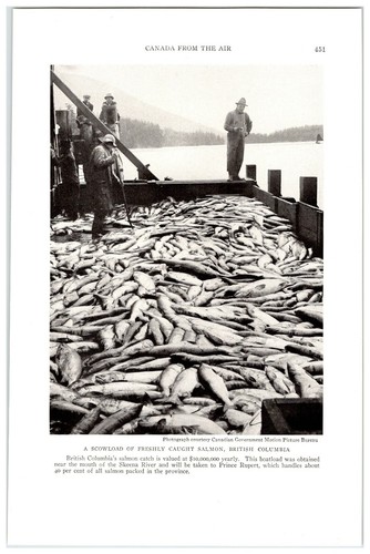 Freshly caught salmon - caught, british