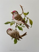 Common redpoll finch bird