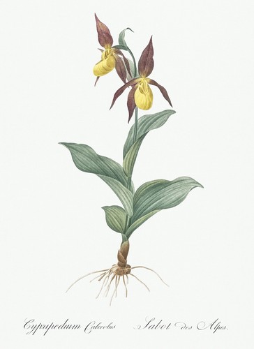 Cypripedium calceolus lily - calceolus, les
