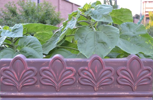 Concrete mold antique - , edge