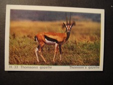 DANDY GUM WILD ANIMALS DANISH