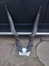 Antique Taxidermy Horns Skull